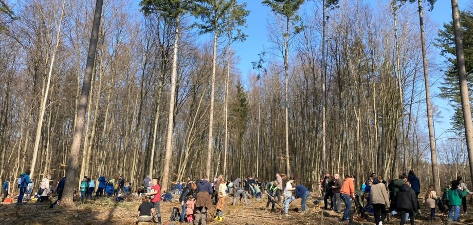 Baumpflanzaktion im Wald