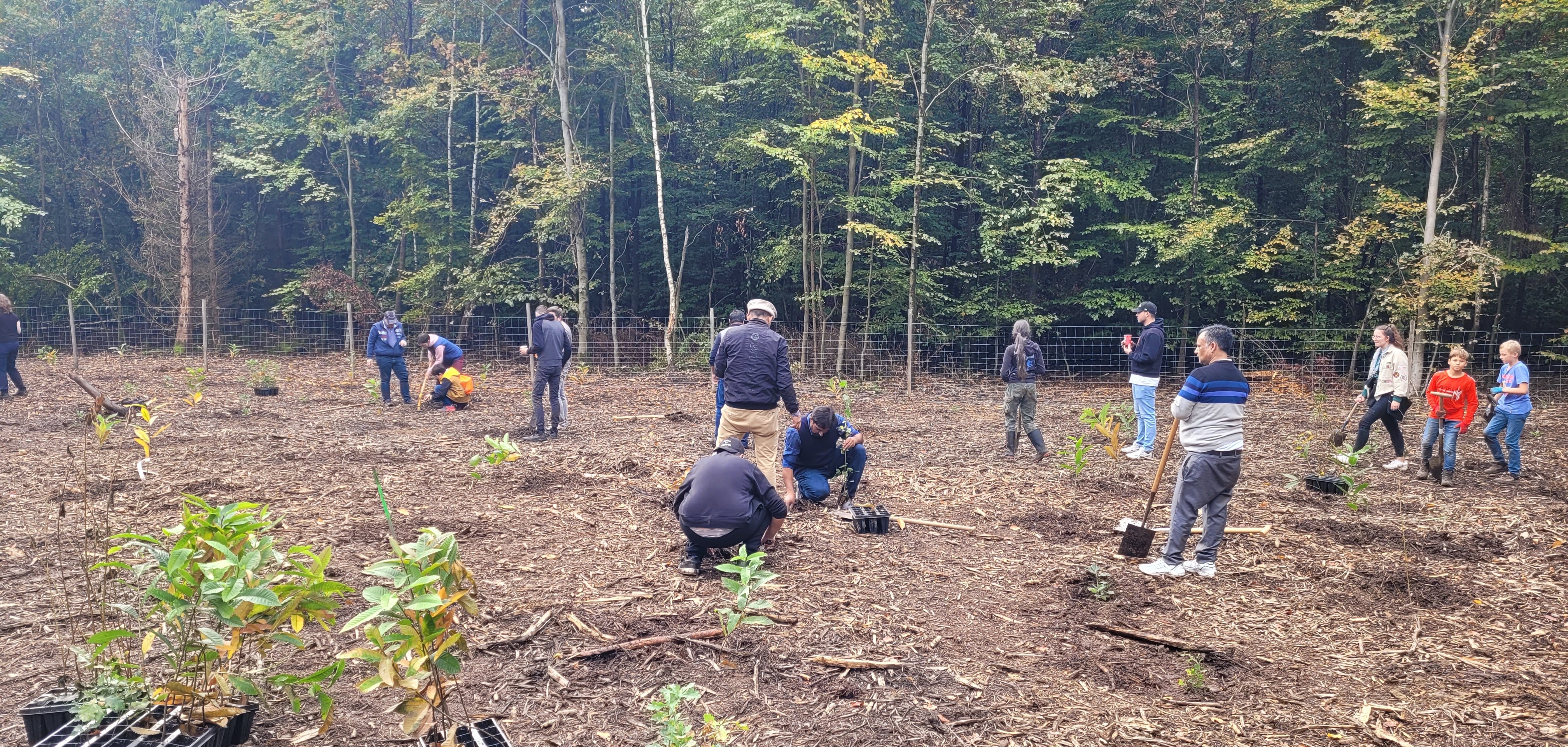 Menschen pflanzen Bäume im Wald