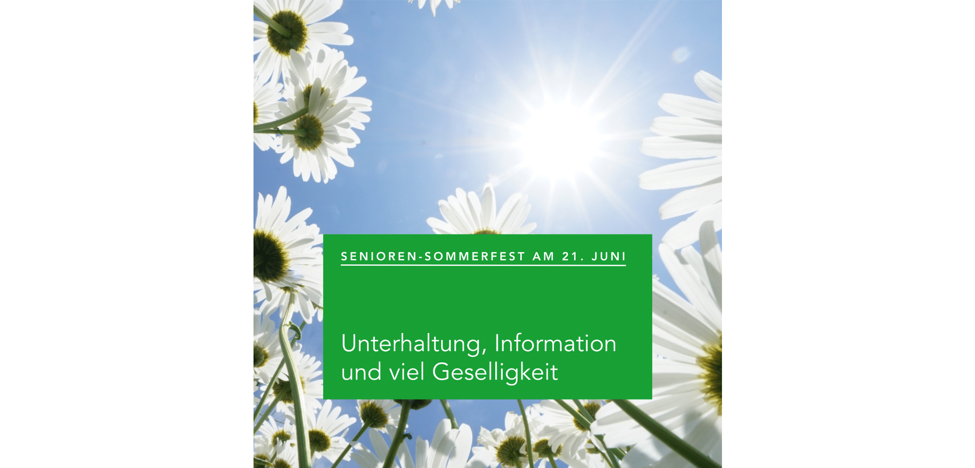 Gänseblümchen von unten in Richtung Sonne und blauem Himmel