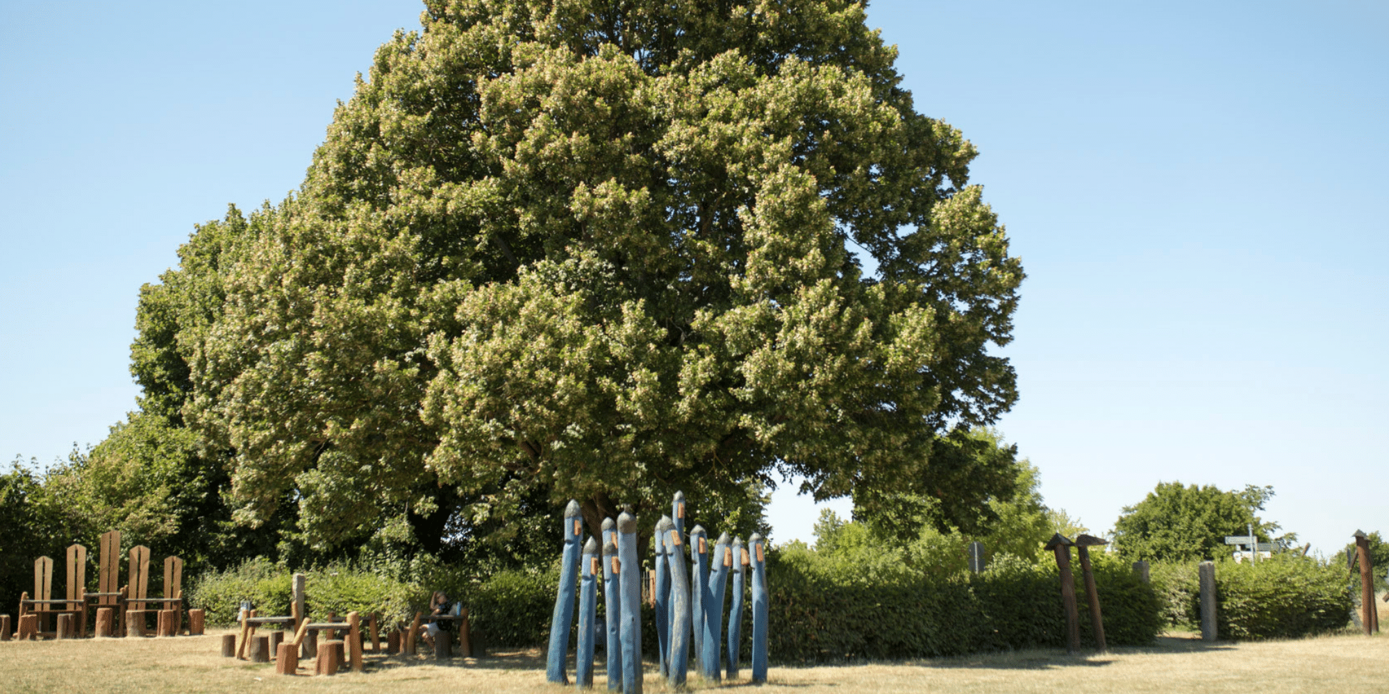 Großer Lindenbaum, aufgenommen an einem heißen Sommertag