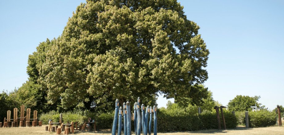 Großer Lindenbaum, aufgenommen an einem heißen Sommertag