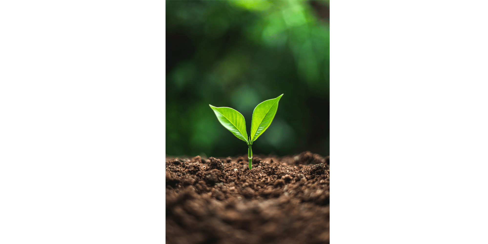 Setzling mit zwei grünen Blättern in Erde gepflanzt