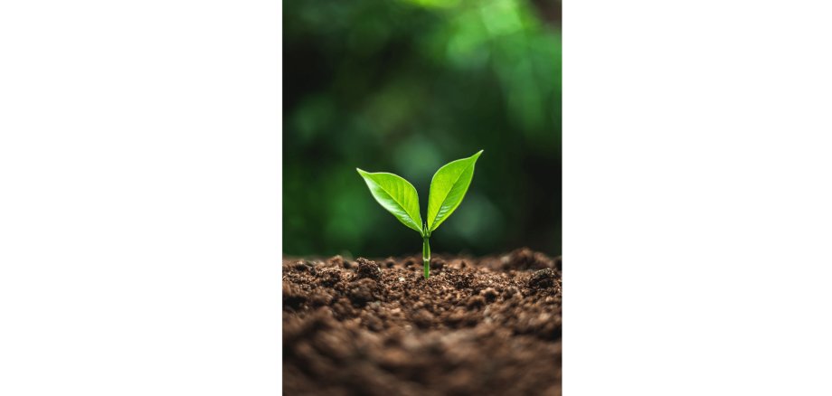 Setzling mit zwei grünen Blättern in Erde gepflanzt