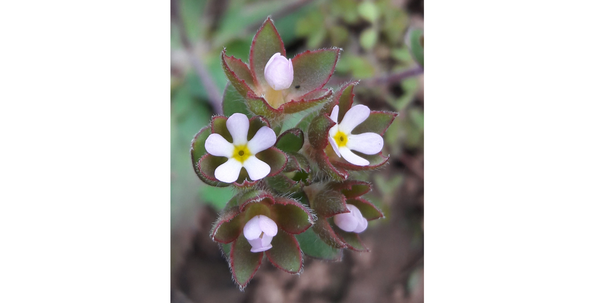 Nahaufnahme rosa Blüten