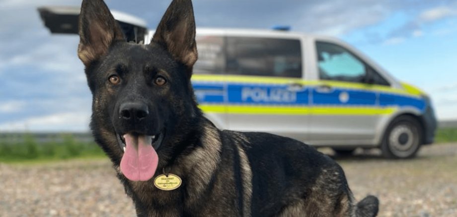Schäferhund in Nahaufnahme vor einem Polizeifahrzeug