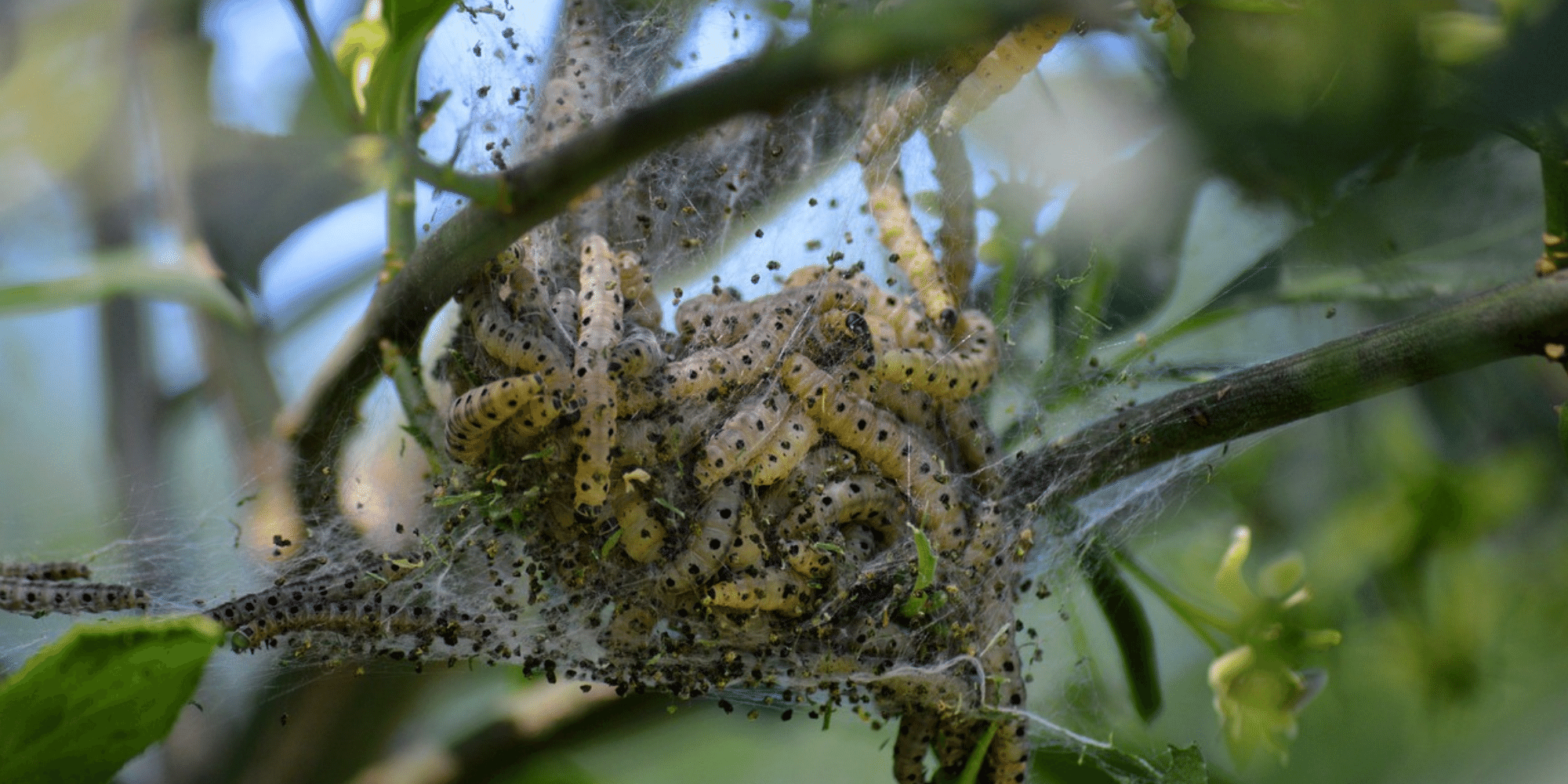 Raupen zusammengeballt in einem Nest auf einem Baum