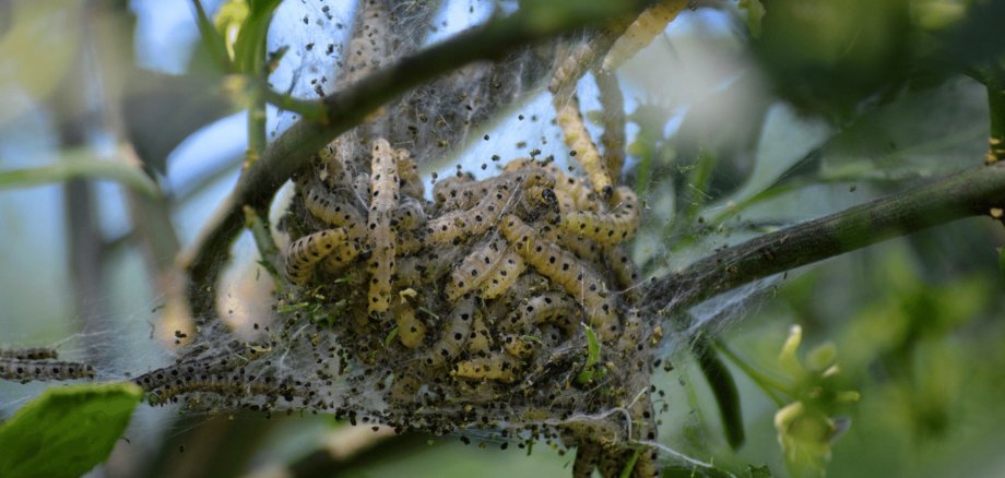 Raupen zusammengeballt in einem Nest auf einem Baum