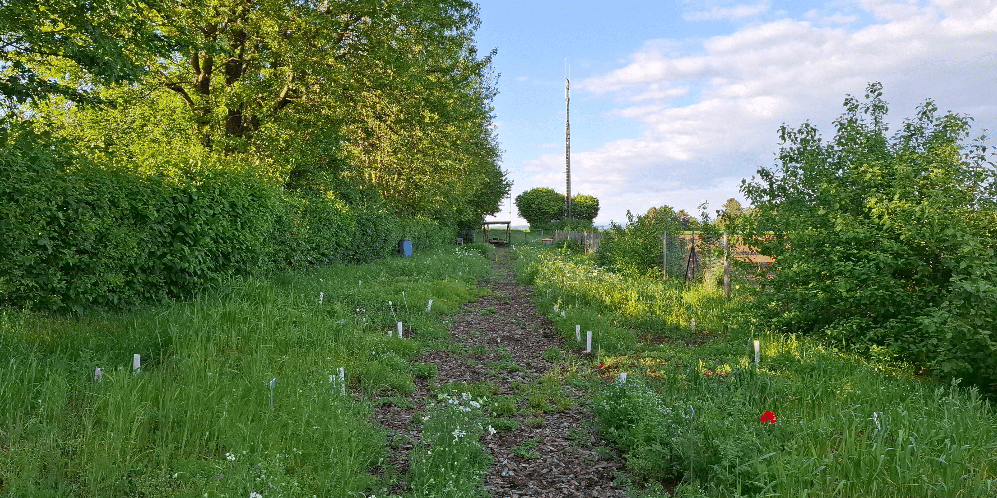 Grüner Feldrand mit einem Weg in der Mitte