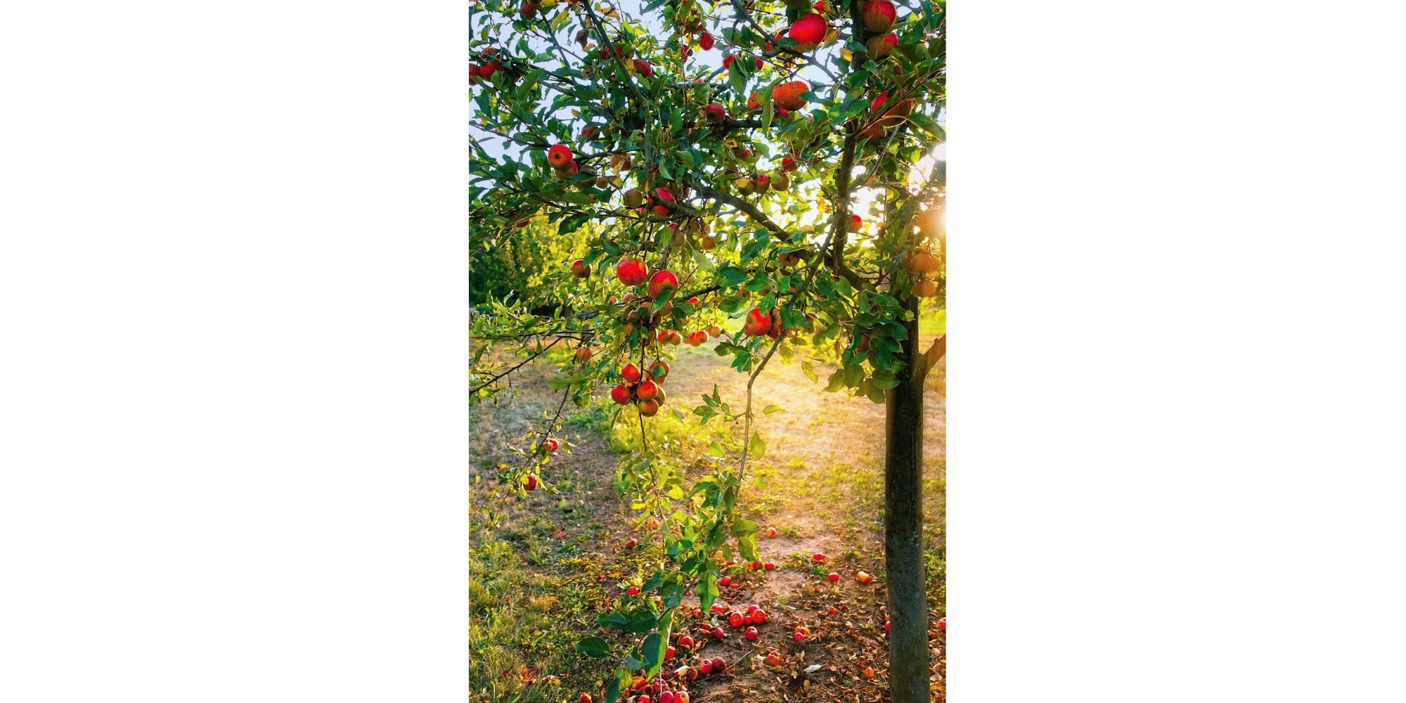 Baum in Landschaft mit ganz vielen roten Äpfeln