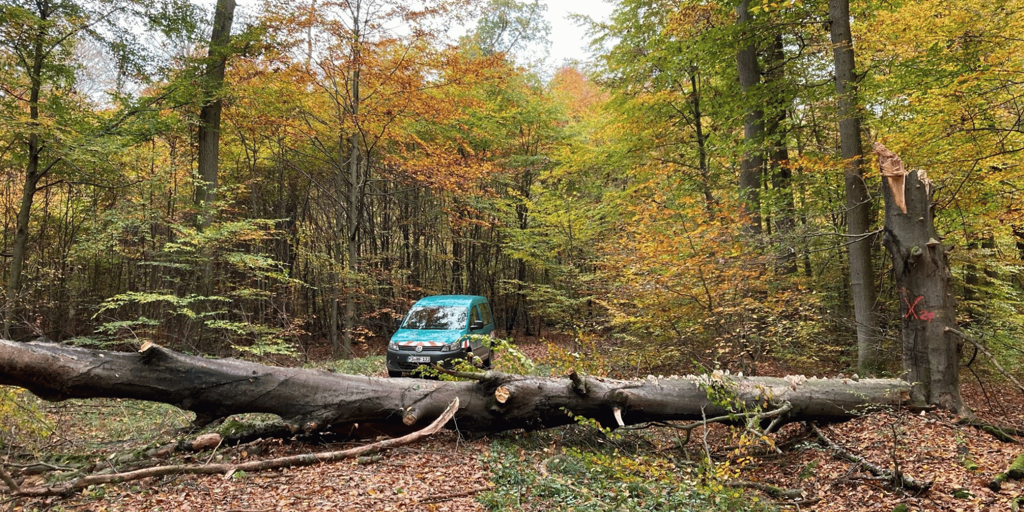 umgestürzter Baum versperrt Waldweg