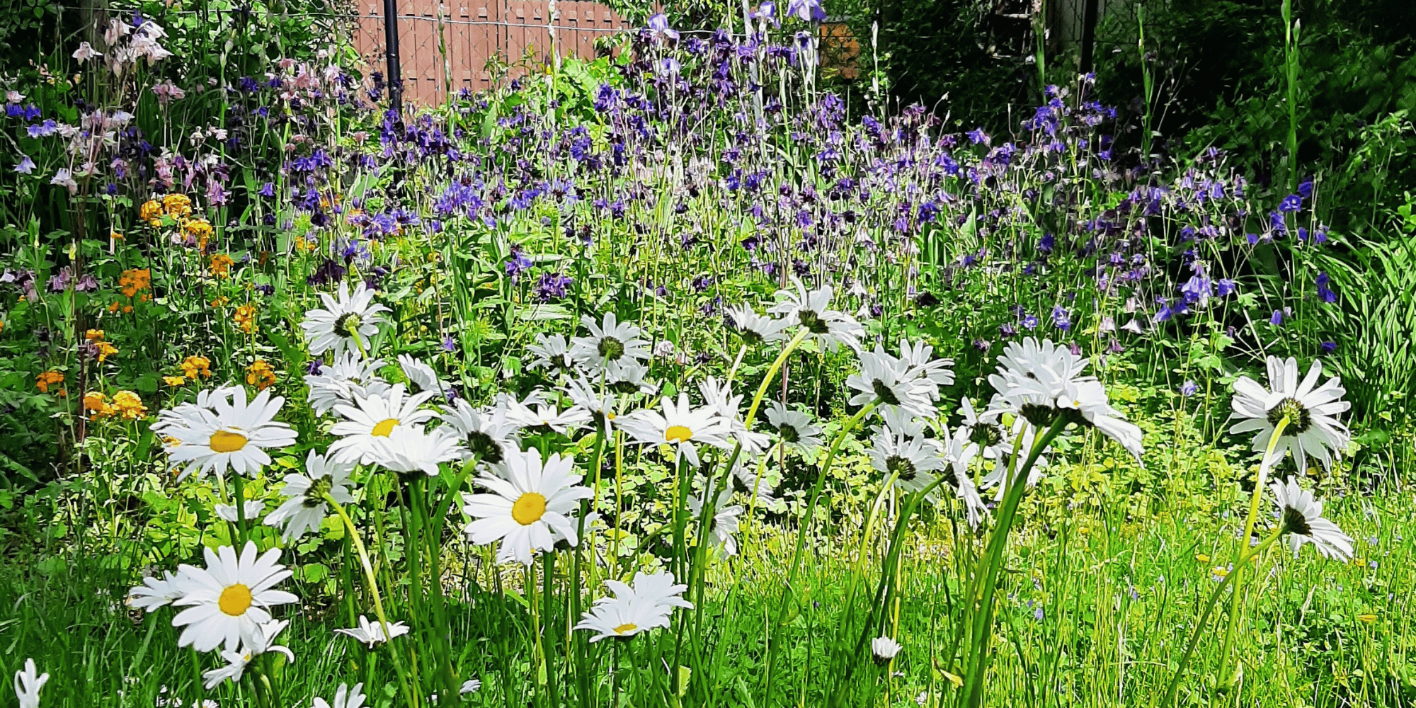 Garten mit blühenden weißen Blumen