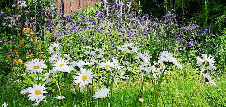Garten mit blühenden weißen Blumen