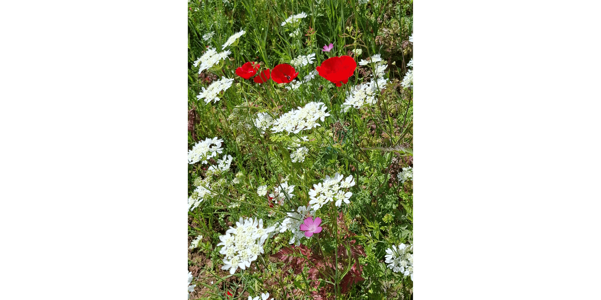 Nahaufnahme weißte Blumen auf einer Wiese