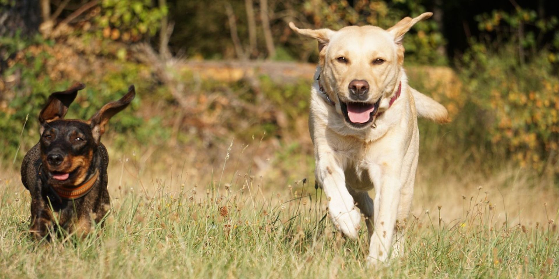 Zwei Hunde rennen über eine Wiese