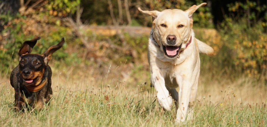 Zwei Hunde rennen über eine Wiese