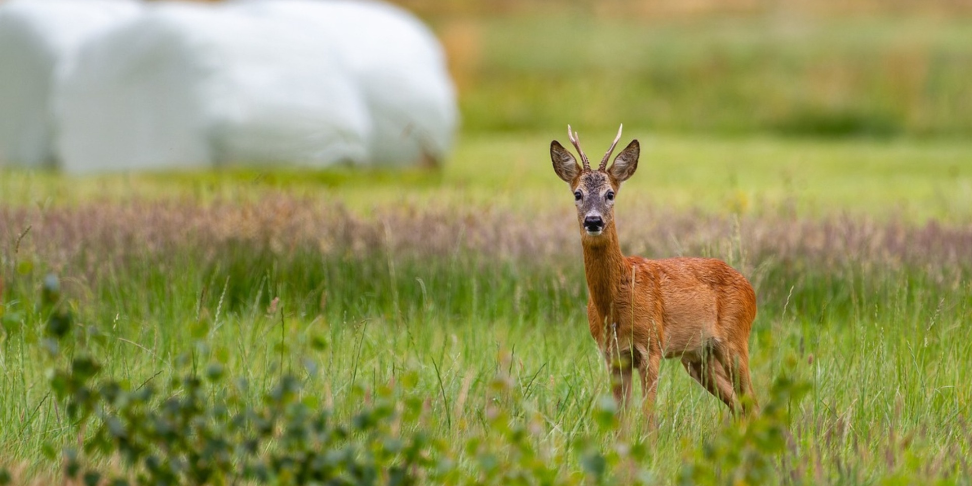Reh stehend im Feld