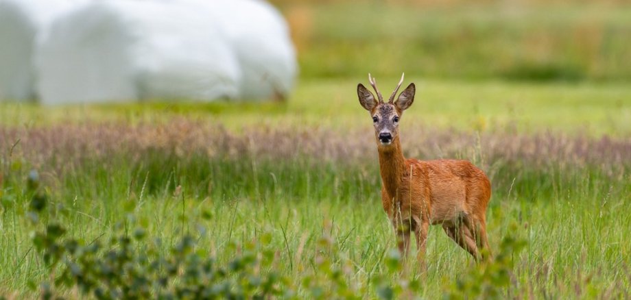 Reh stehend im Feld