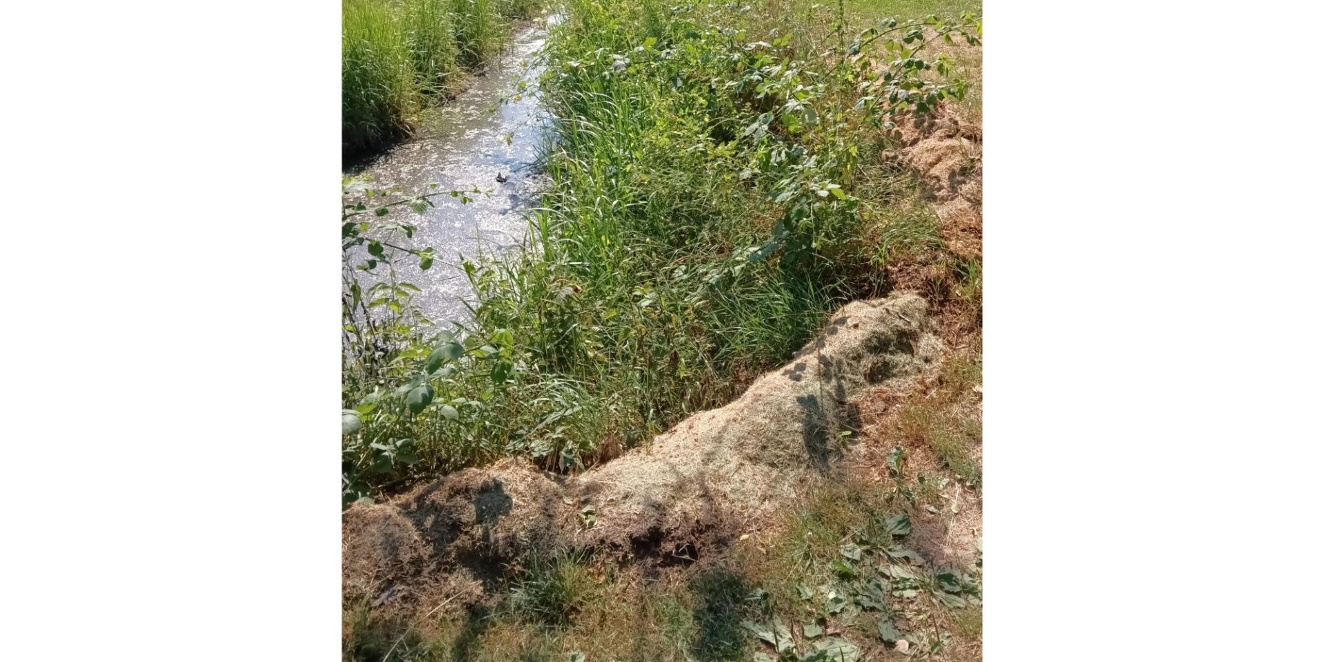 Große Haufen Rasenschnitt an einem Bach