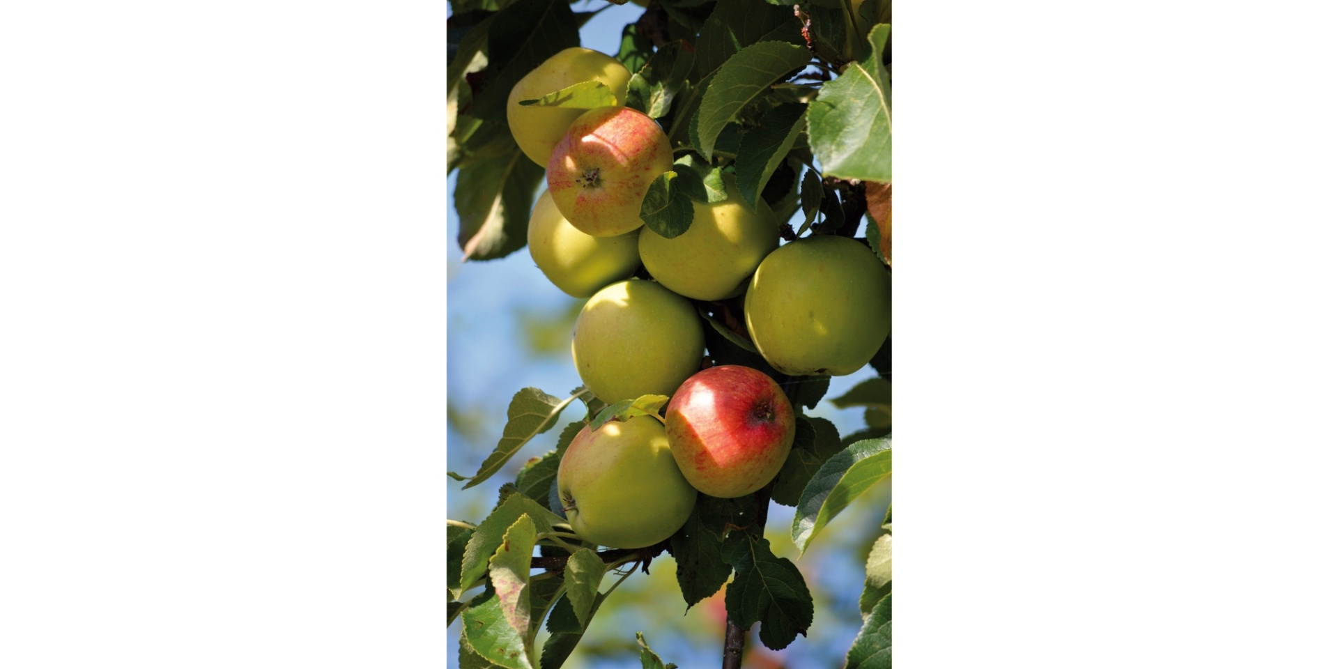 Äpfel an einem Baum