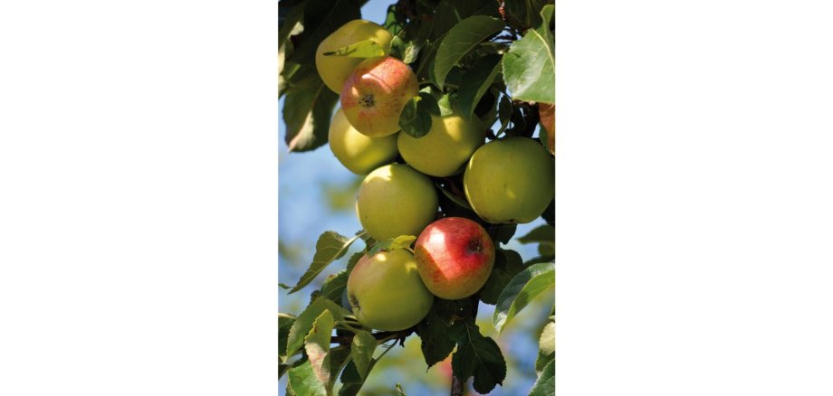 Äpfel an einem Baum