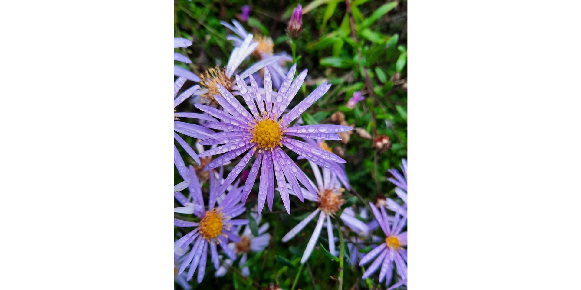 Blüten auf einer Wiese.