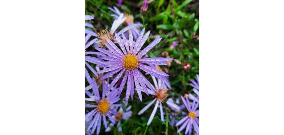 2025-10-14_Blühflächenmahd Blüten auf einer Wiese.