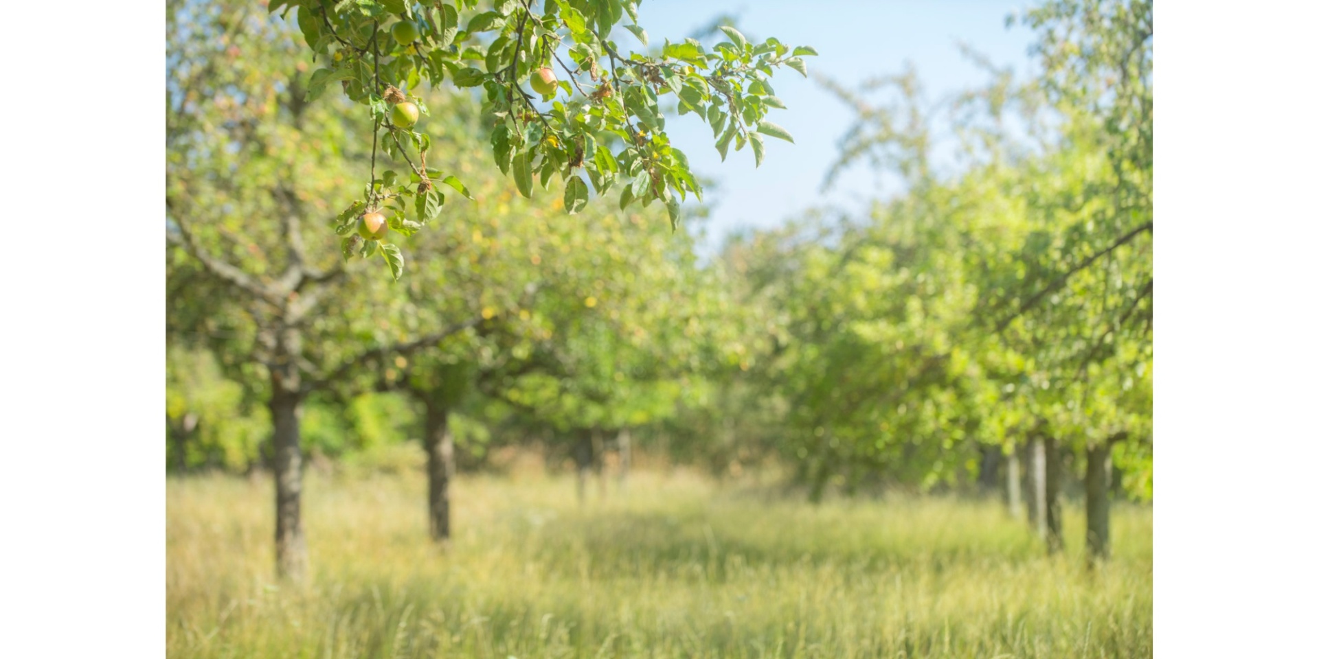 Wiese und Feld mit Obstbäumen.