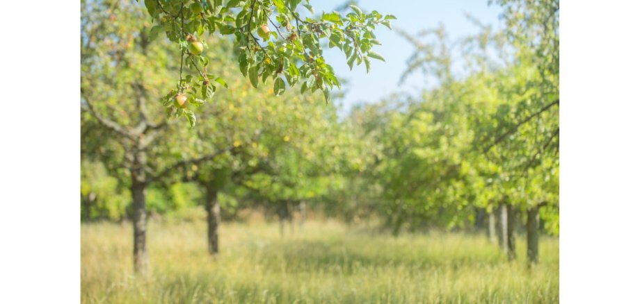 Wiese und Feld mit Obstbäumen.