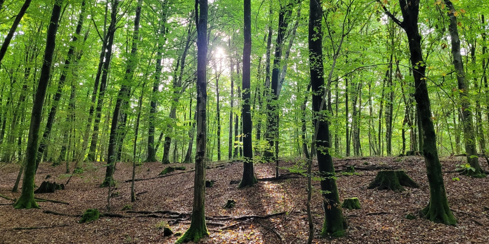 Wald mit grünen Laubbäumen