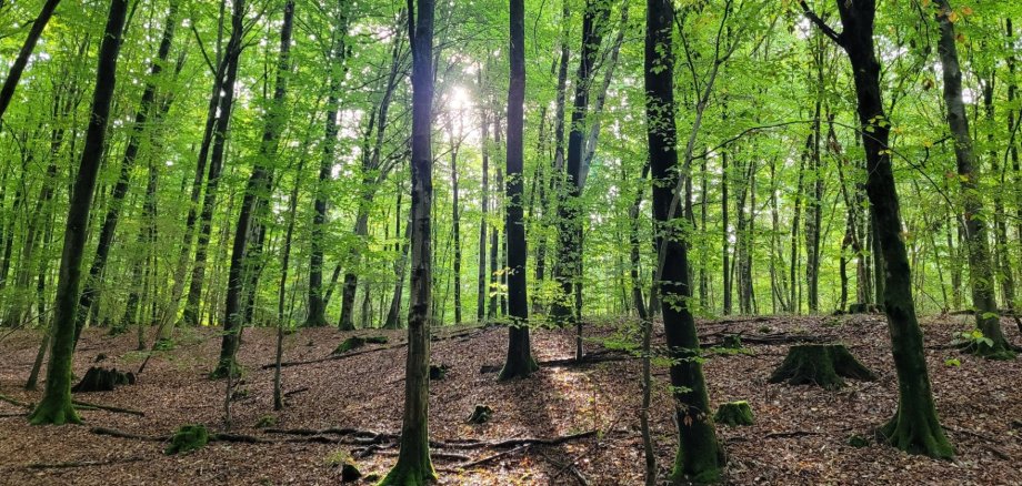Wald mit grünen Laubbäumen