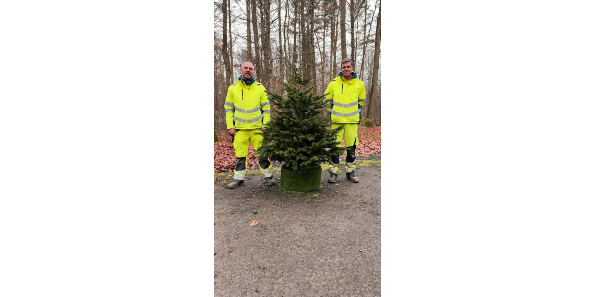 Zwei Männer in gelben Arbeitsanzügen stehen neben einem Tannenbaum in einem Wald