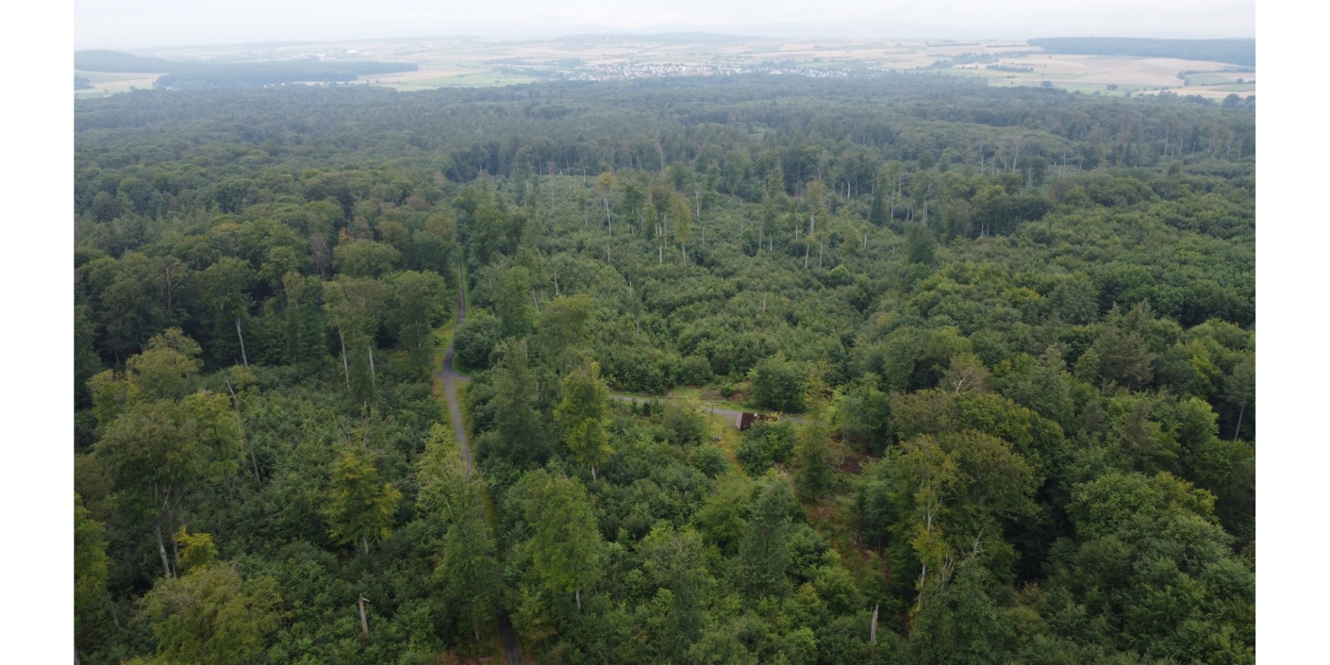 Bewaldete Grünfläche aus der Vogelperspektive.