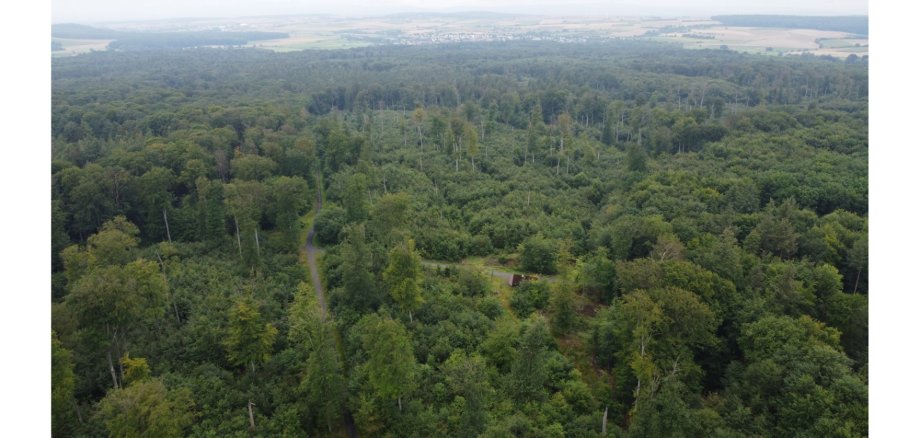 Bewaldete Grünfläche aus der Vogelperspektive.