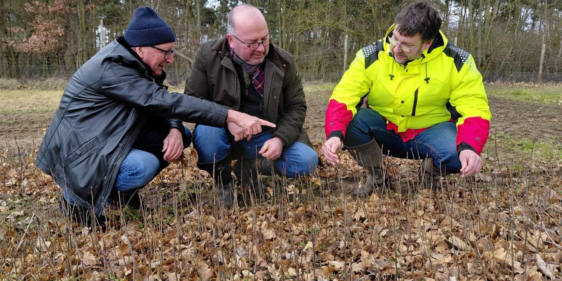 Drei Männer hockend im Wald, Setzlinge betrachtend