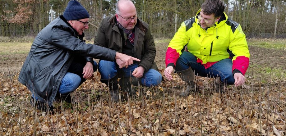 Drei Männer hockend im Wald, Setzlinge betrachtend