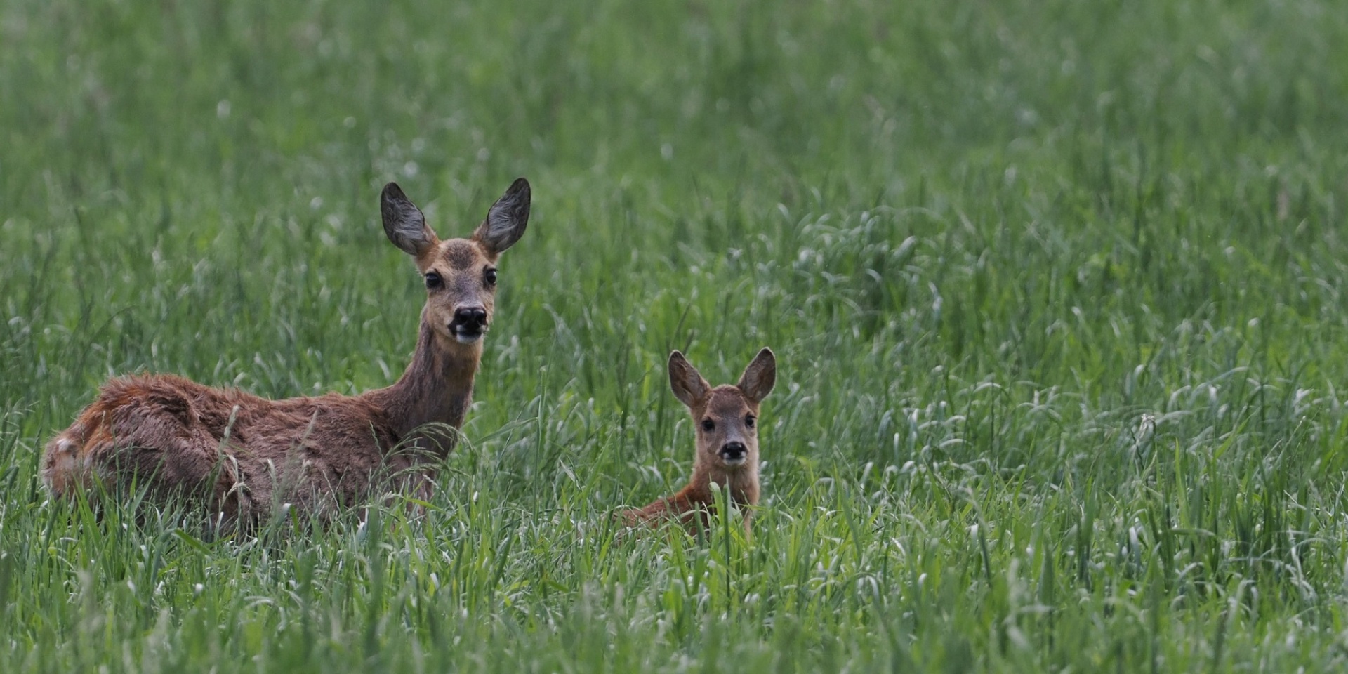 Zwei Rehe im Gras hockend