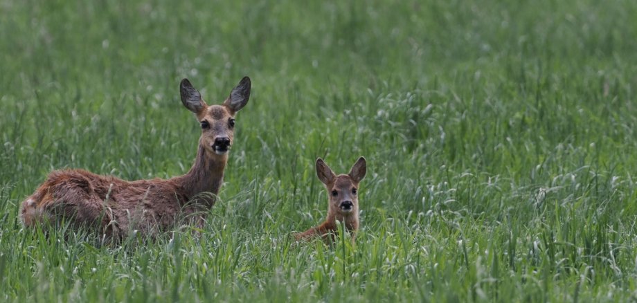 Zwei Rehe im Gras hockend