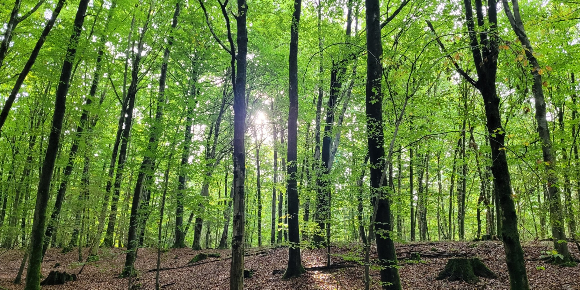 Grüner Blätterwald