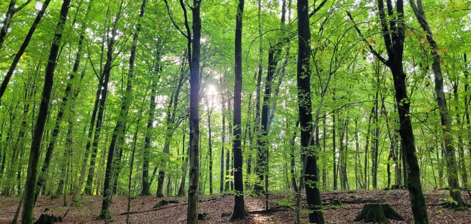 Grüner Blätterwald