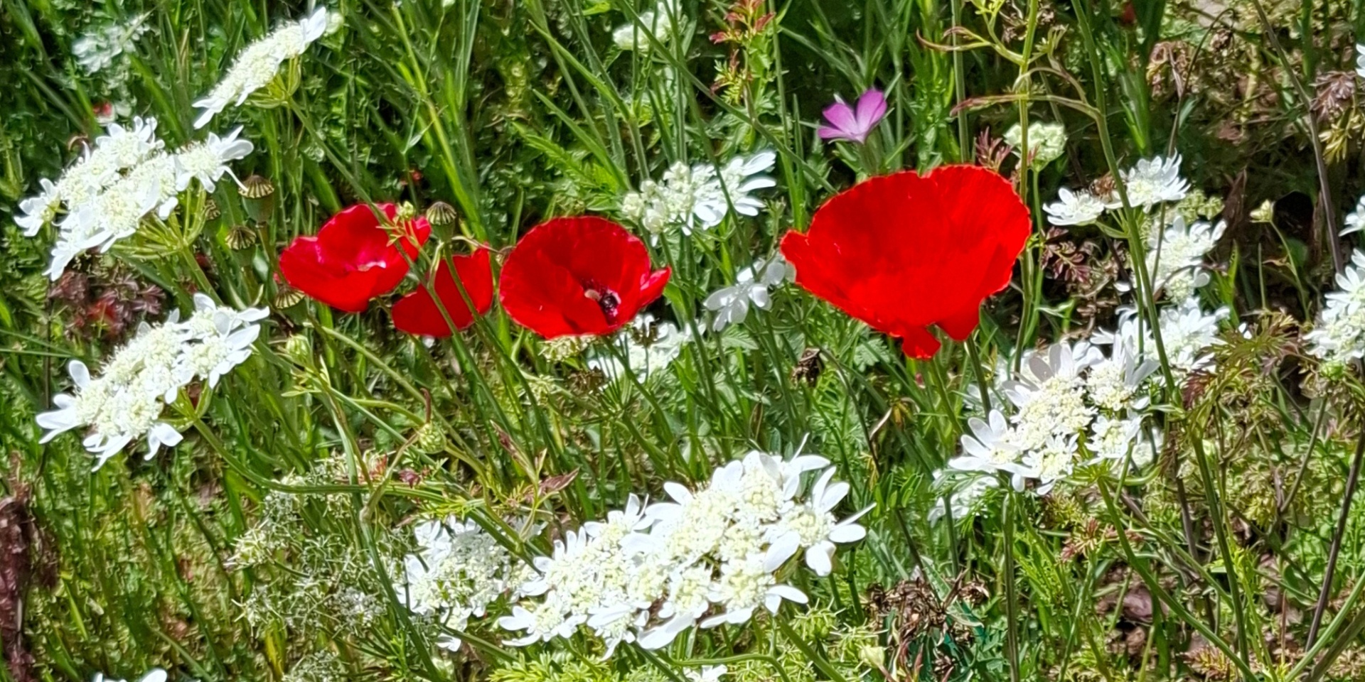 Blumenwiese