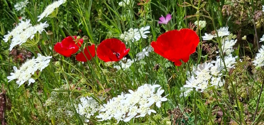 Blumenwiese