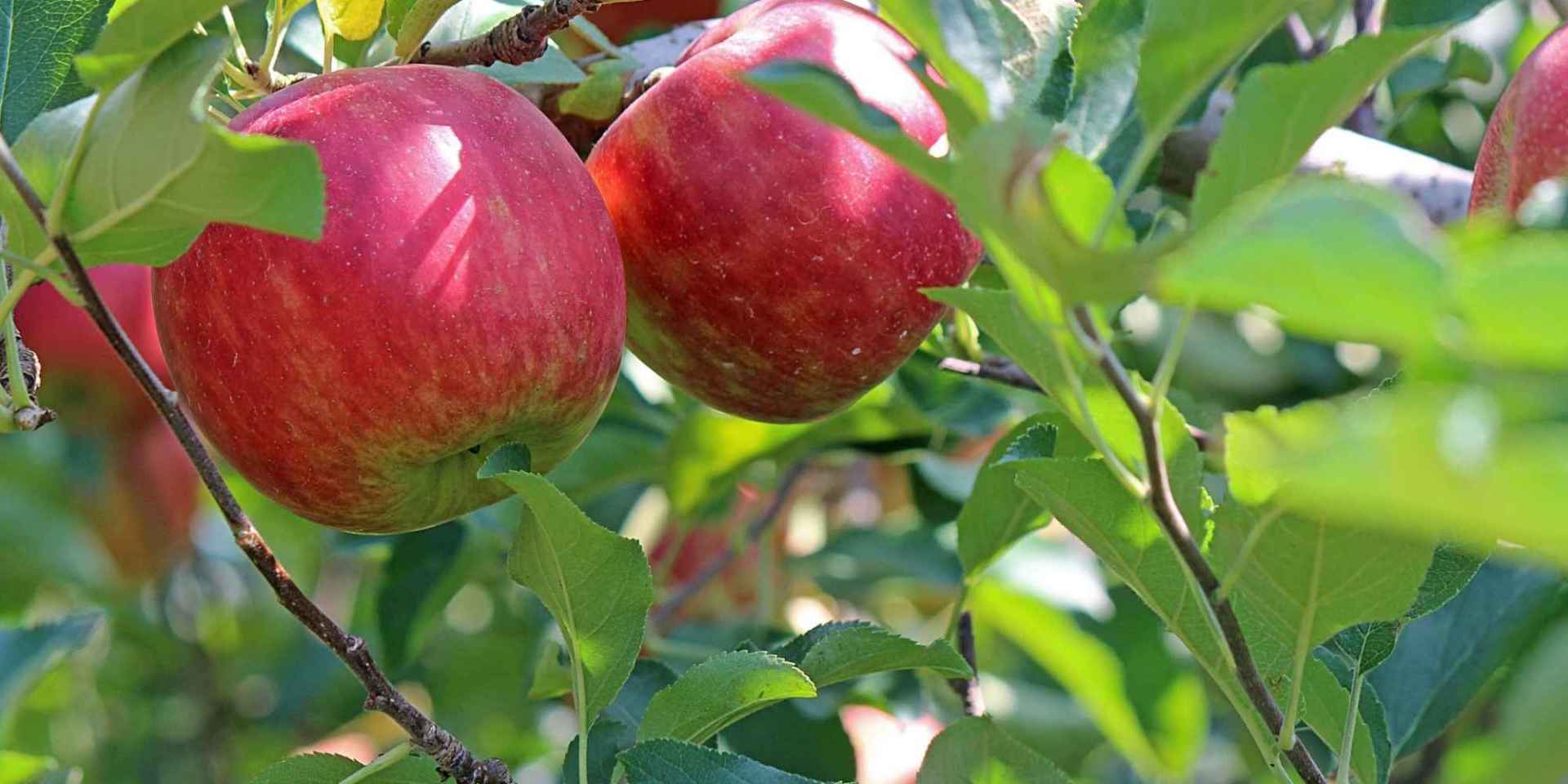 Nahaufnahme von roten Äpfeln an einem Baum