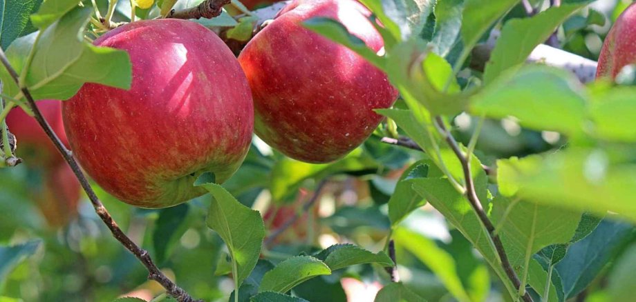Nahaufnahme von roten Äpfeln an einem Baum