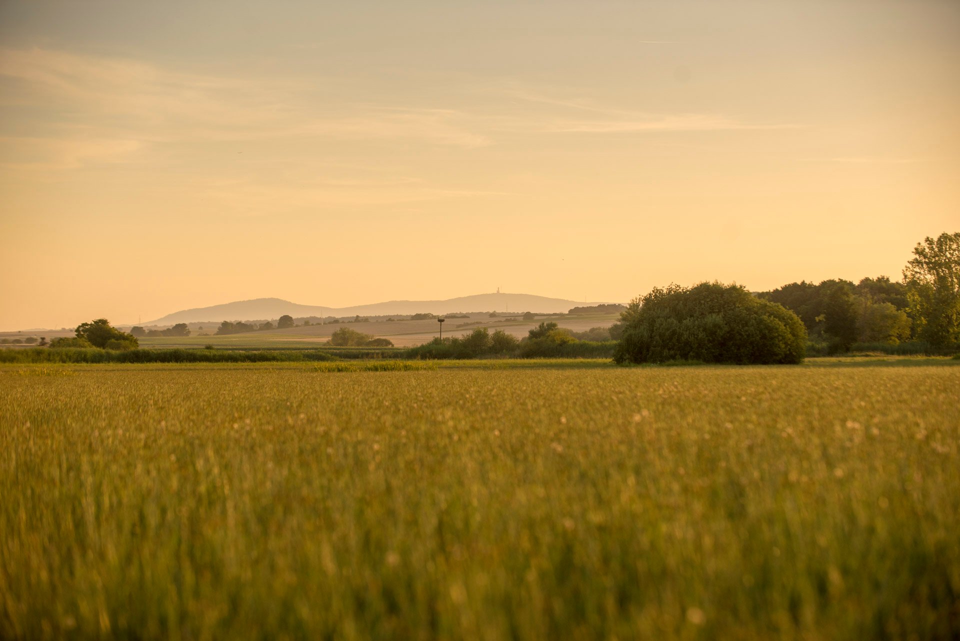 Auenlandschaft Eichen in der Abenddämmerung
