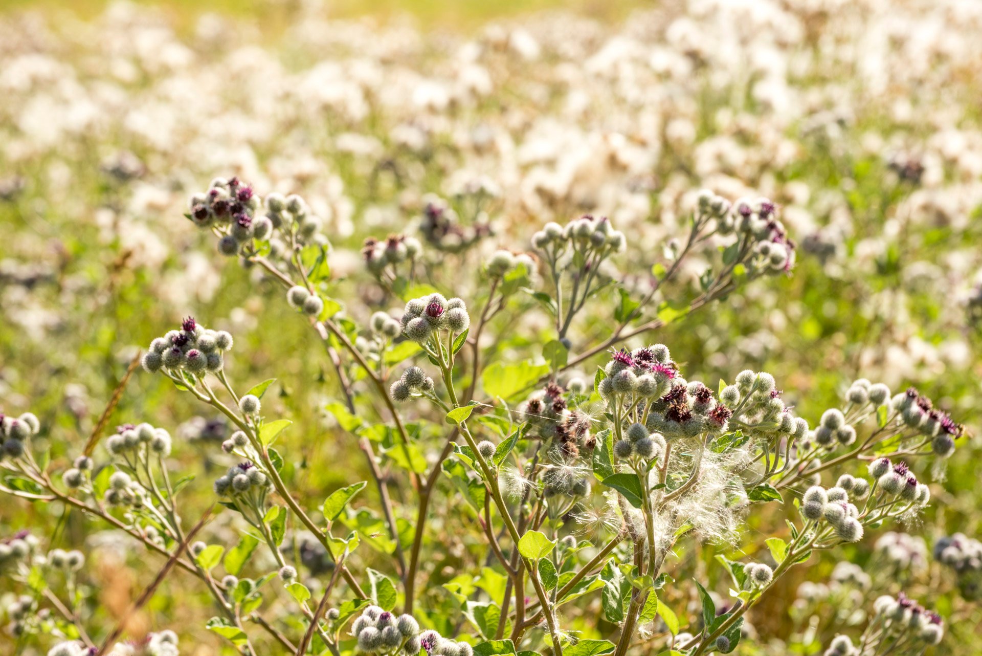 Blühende Wildpflanzen