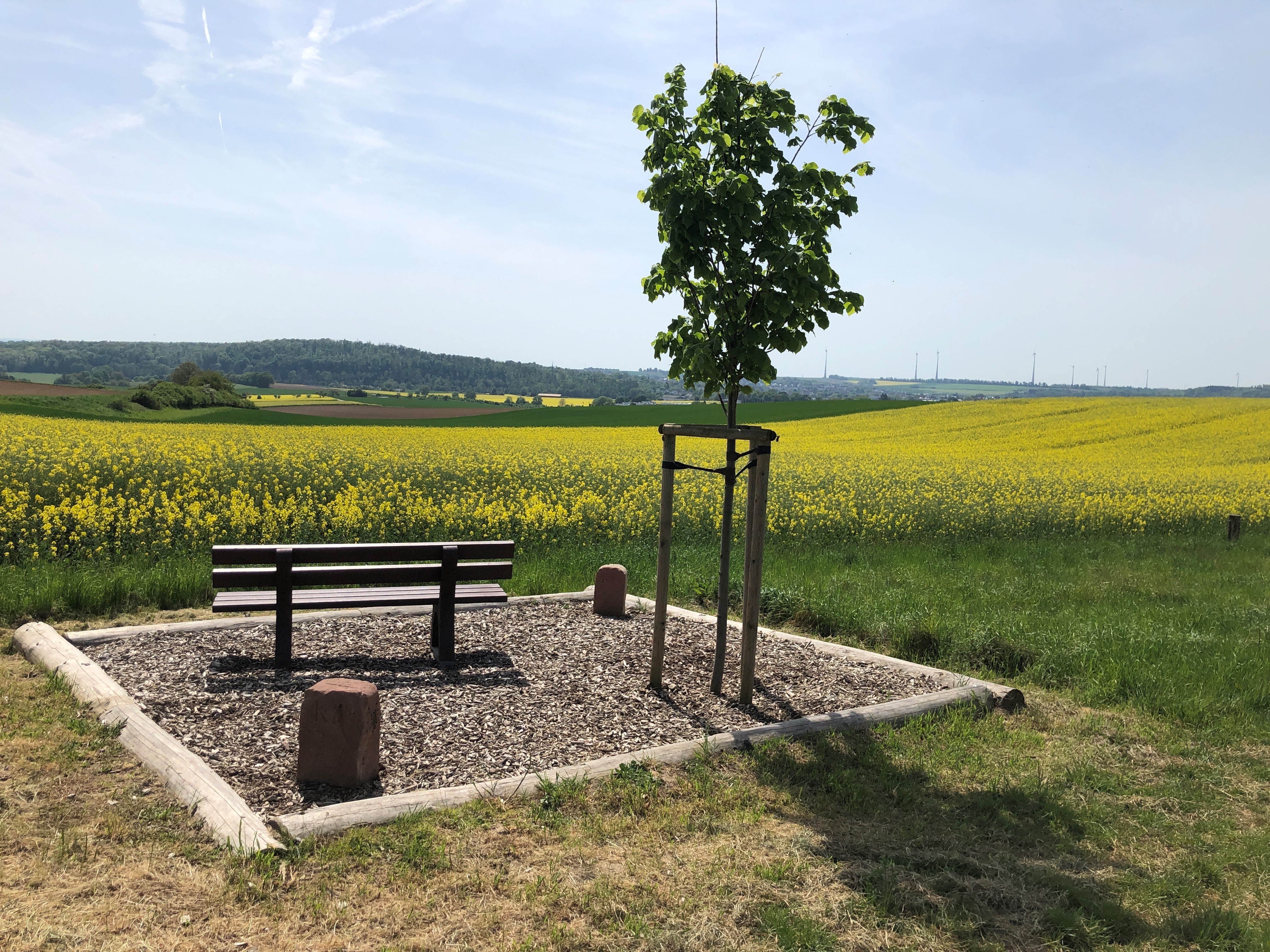 Mitten im Feld eine Sitzbank aus Holz, daneben ein Baum