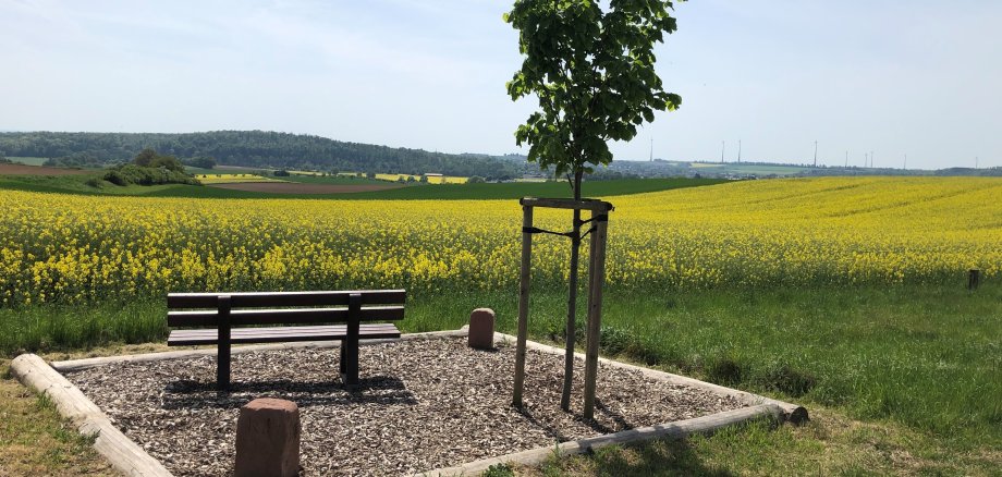Mitten im Feld eine Sitzbank aus Holz, daneben ein Baum