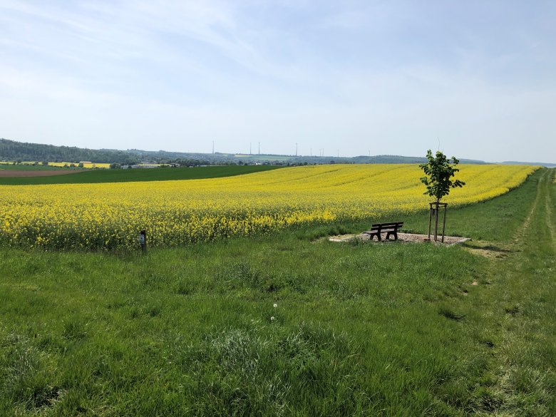 Ansicht Rapsfeld, weiter vorne eine Holzbank und daneben ein Baum