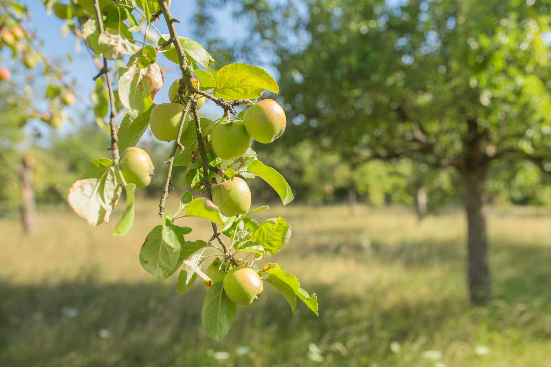 Streuobstwiese