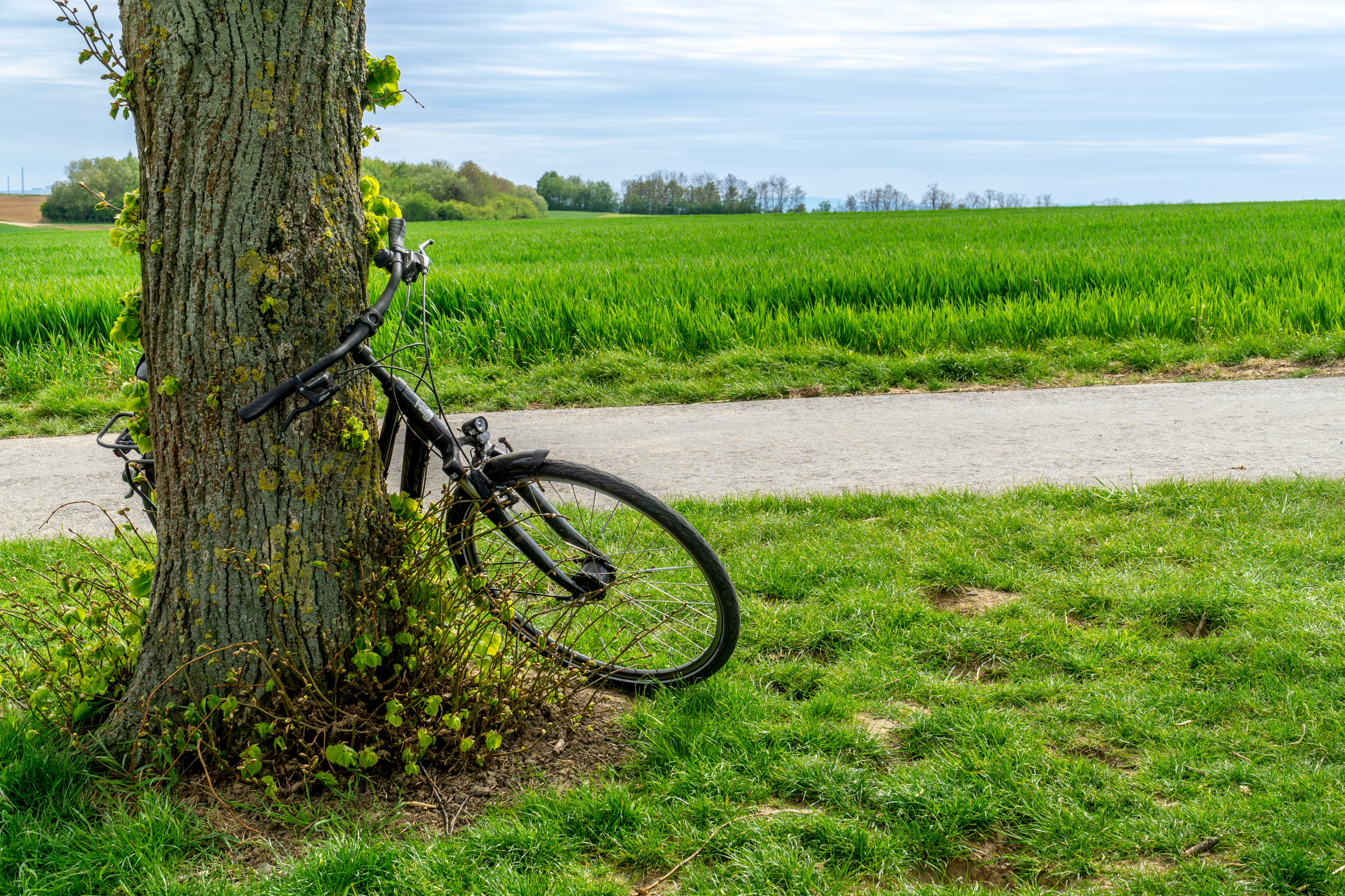 Fahrrad an Baum gelehnt